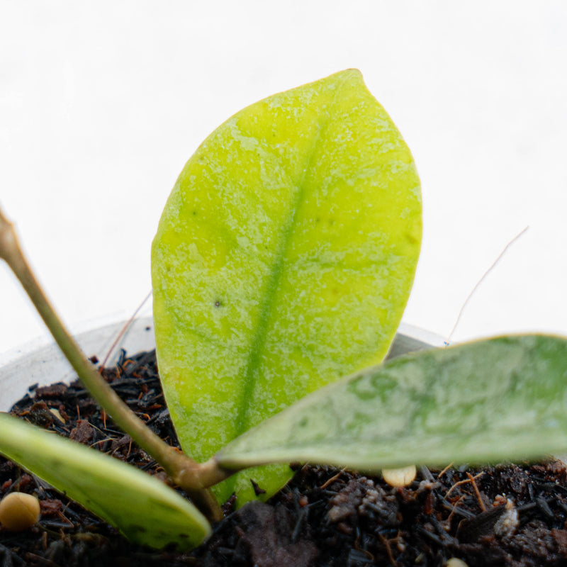 Hoya SLM-04 Silver Borneo