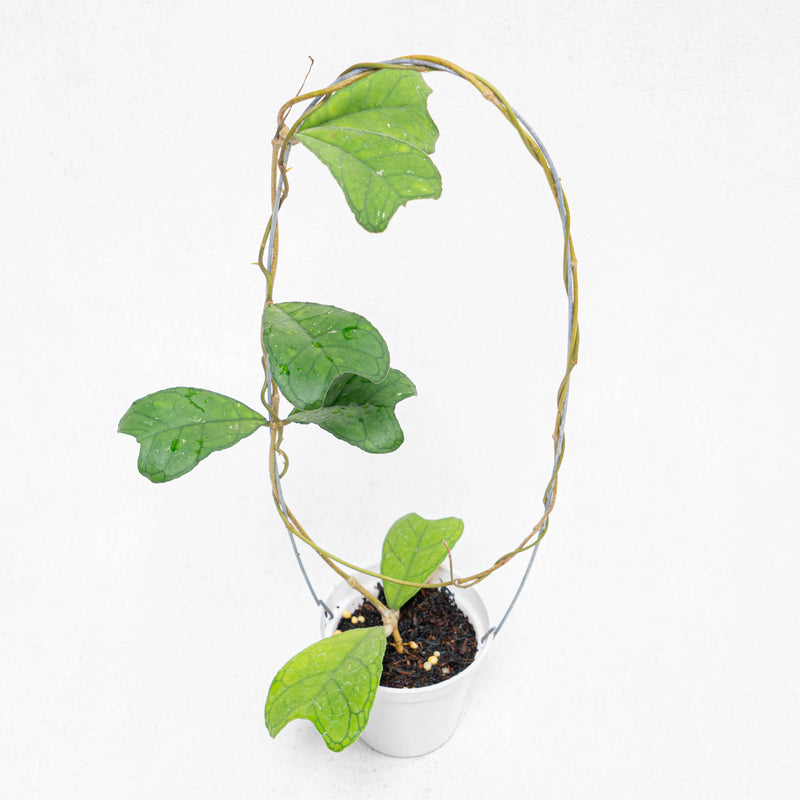 Hoya SP Aceh Aff Deykeae