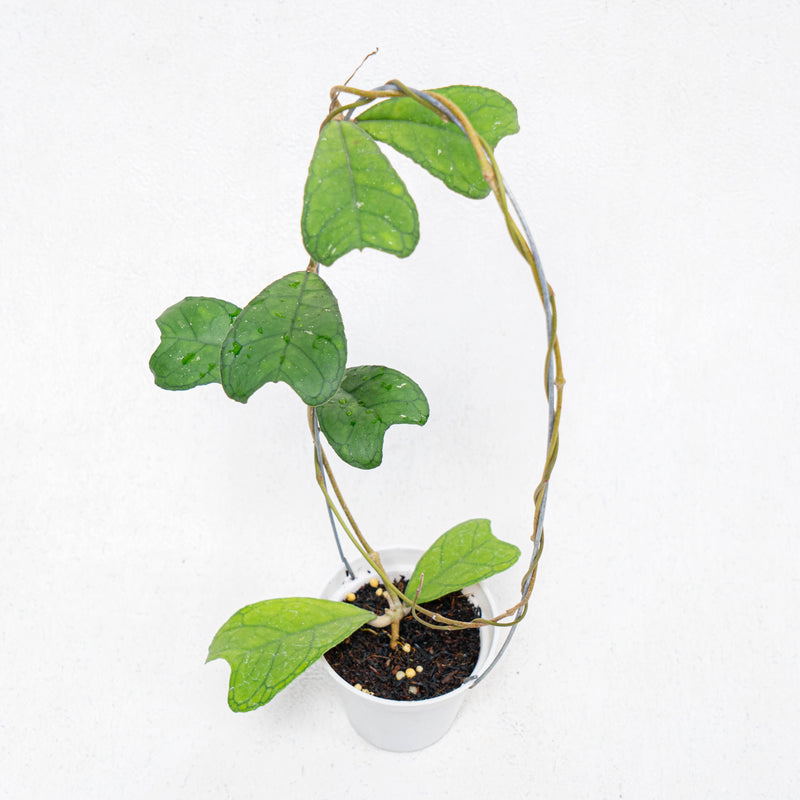 Hoya SP Aceh Aff Deykeae