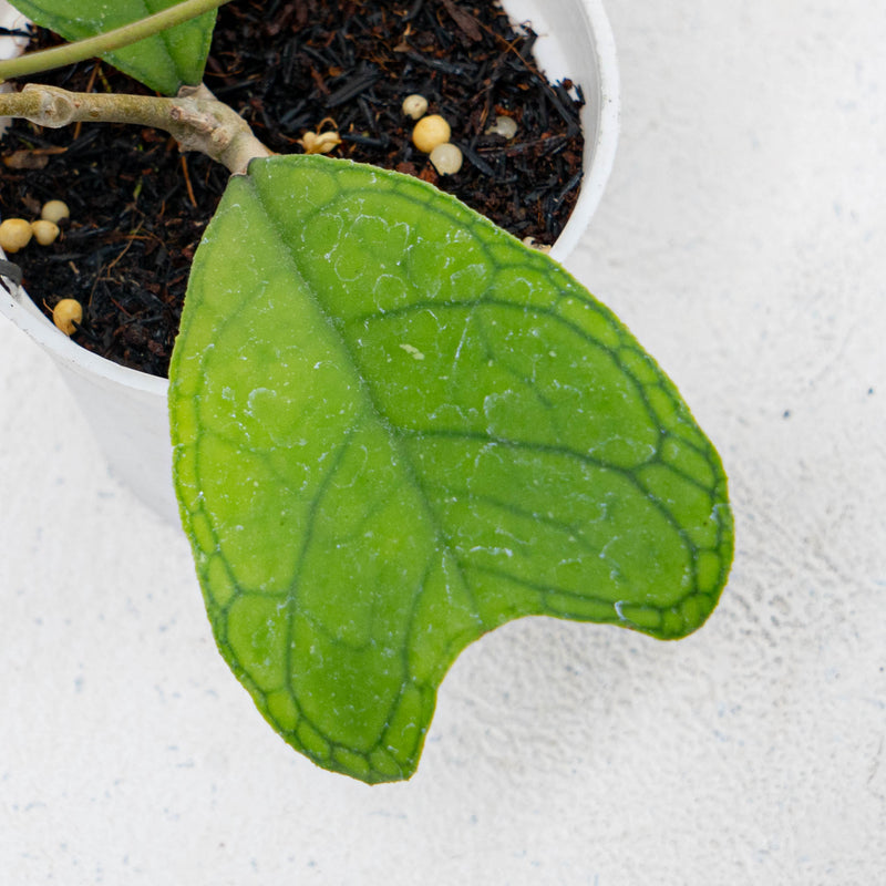 Hoya SP Aceh Aff Deykeae