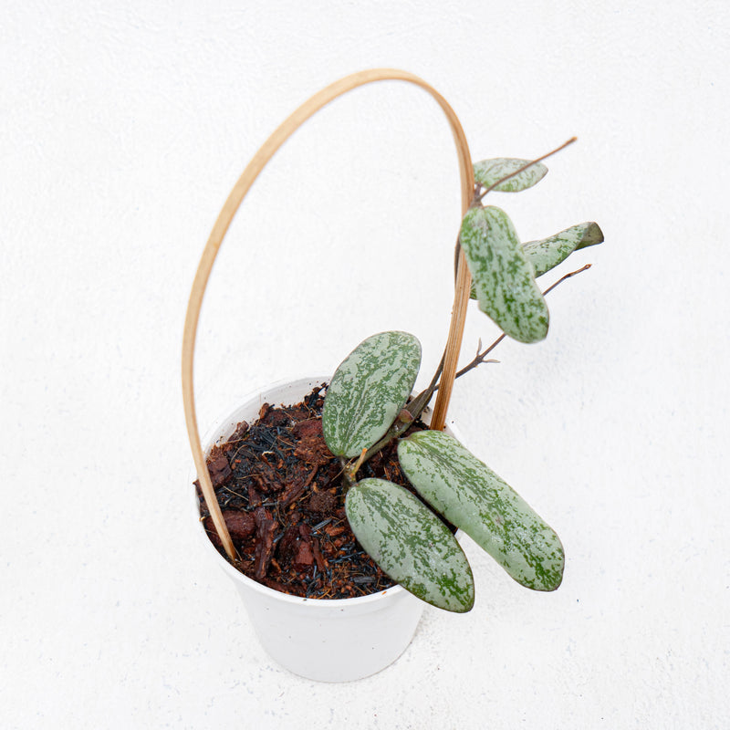 Hoya Sigillatis Silver Borneo