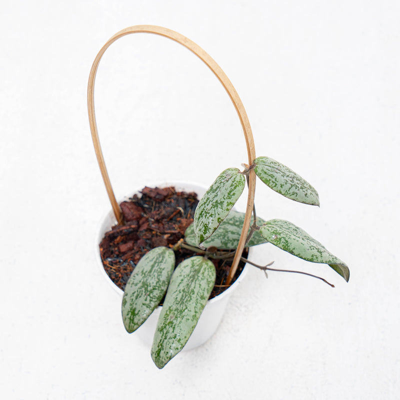 Hoya Sigillatis Silver Borneo