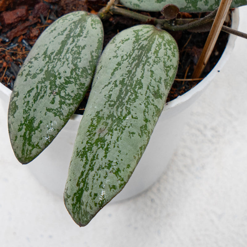 Hoya Sigillatis Silver Borneo