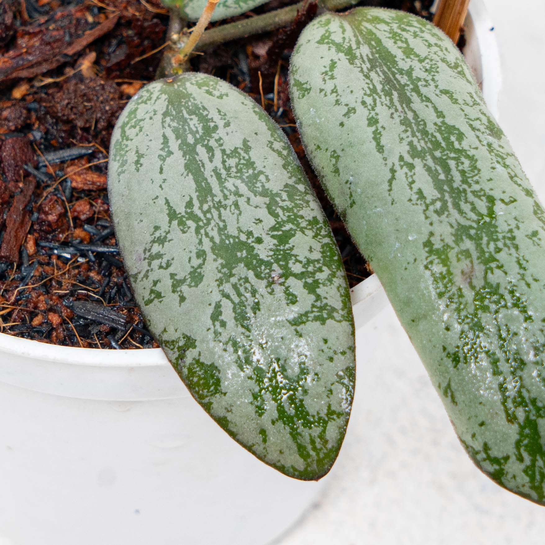 Hoya Sigillatis Silver Borneo — Aroidasia
