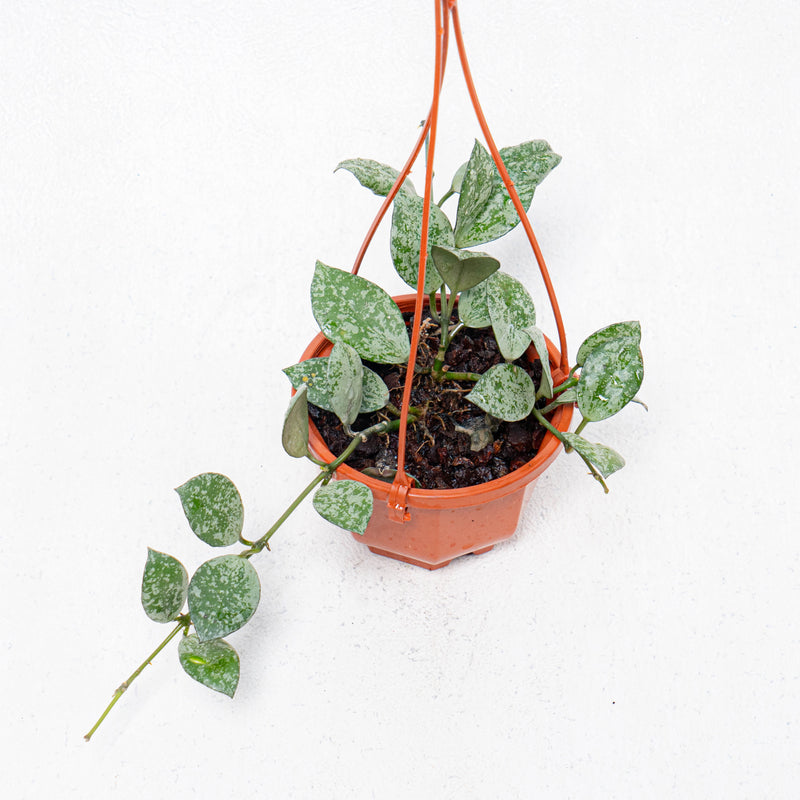 Hoya Lacunosa Grey Ash Splash