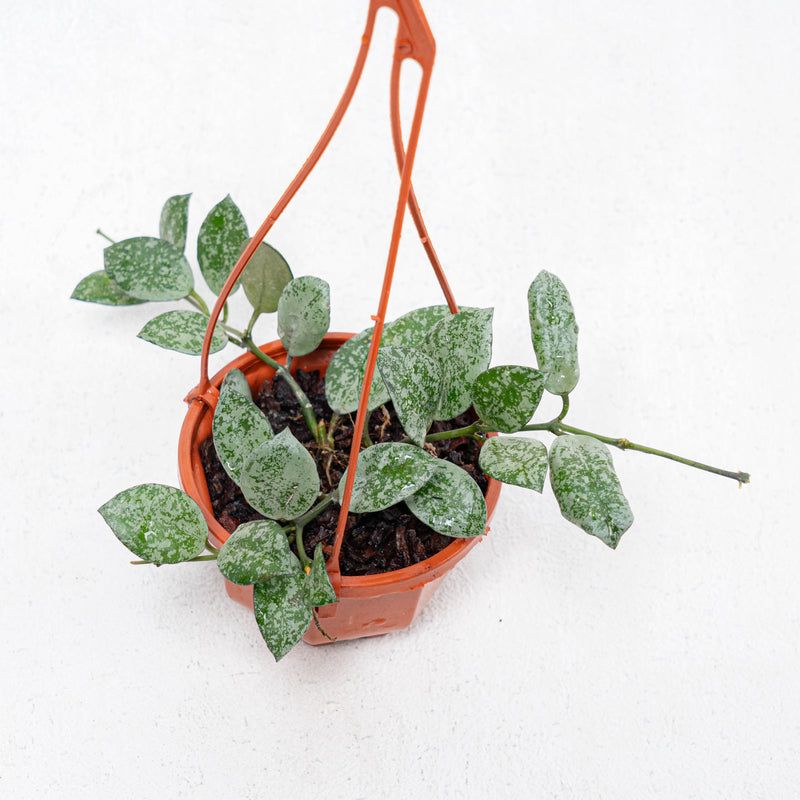 Hoya Lacunosa Grey Ash Splash