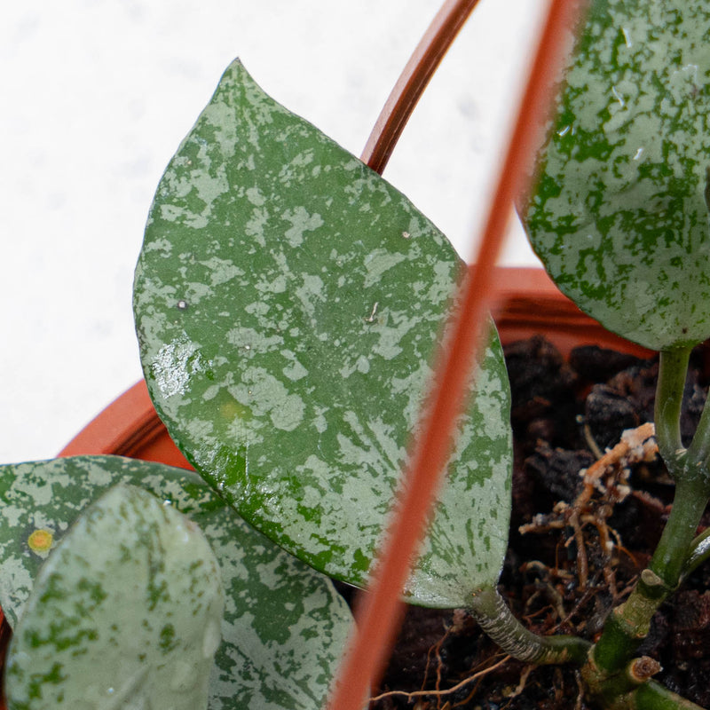Hoya Lacunosa Grey Ash Splash