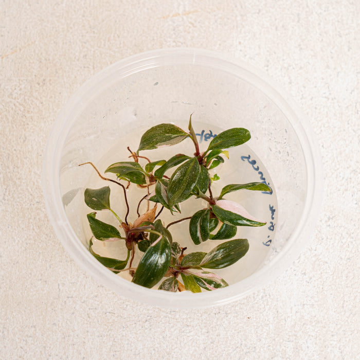 Tissue Culture - Philodendron pink princess (5 Plants)