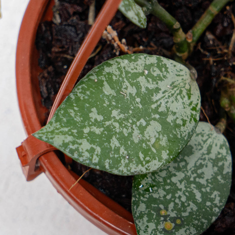 Hoya Lacunosa Grey Ash Splash