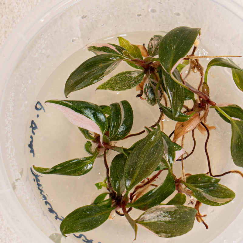 Tissue Culture - Philodendron Pink Princess