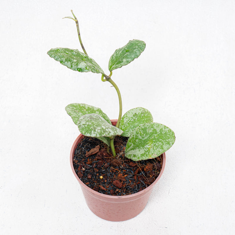 Hoya Waymaniae Splash