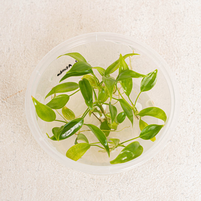 Tissue Culture - Philodendron Atabapoense