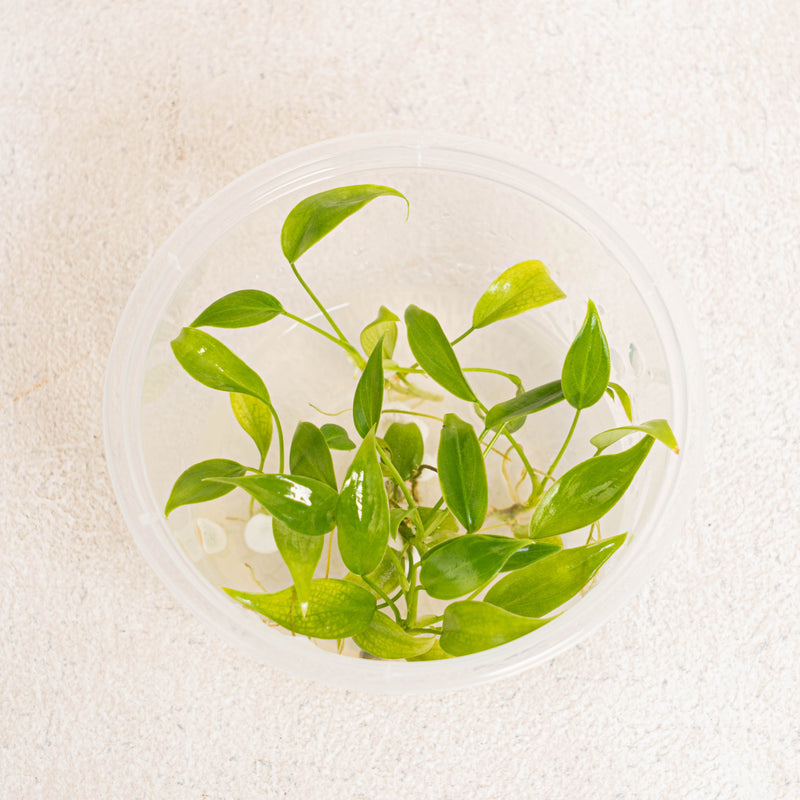 Tissue Culture - Philodendron Atabapoense