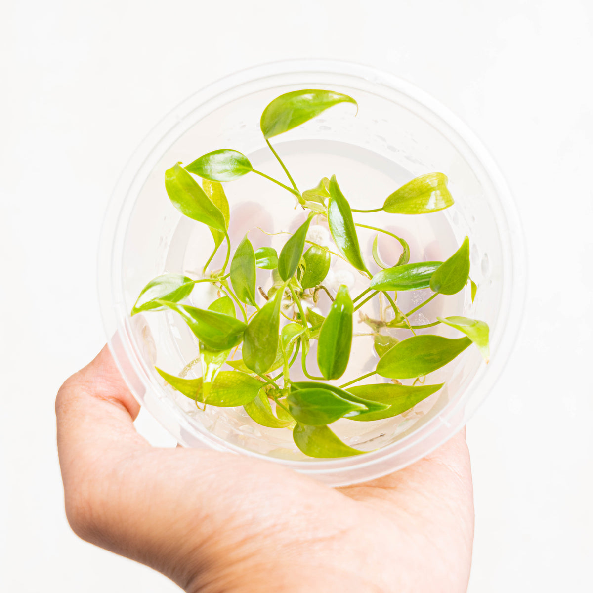 how to tissue culture philodendron Tissue Culture