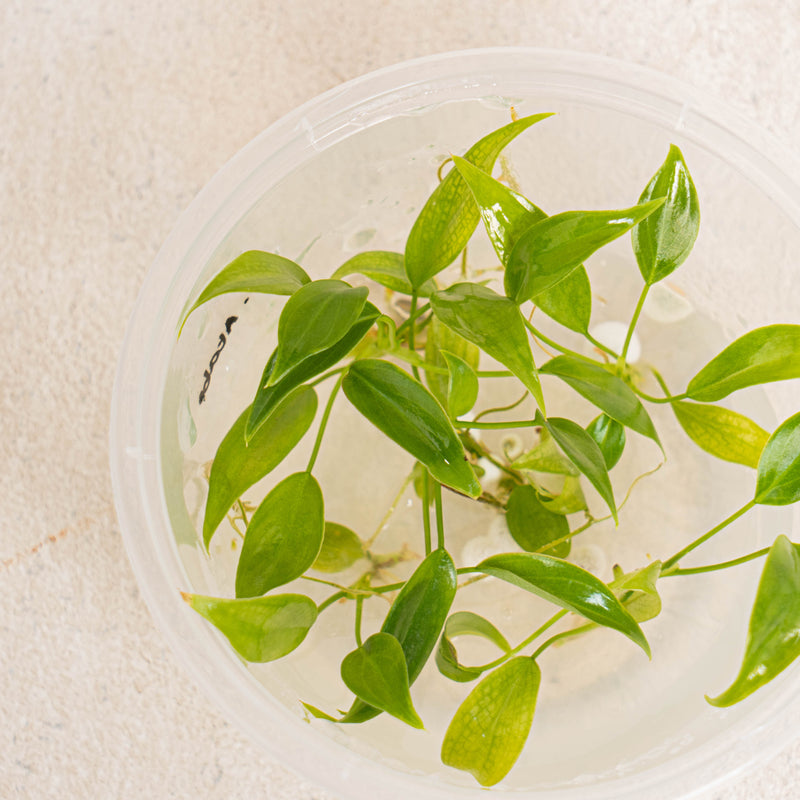 philodendron culture Tissue Culture