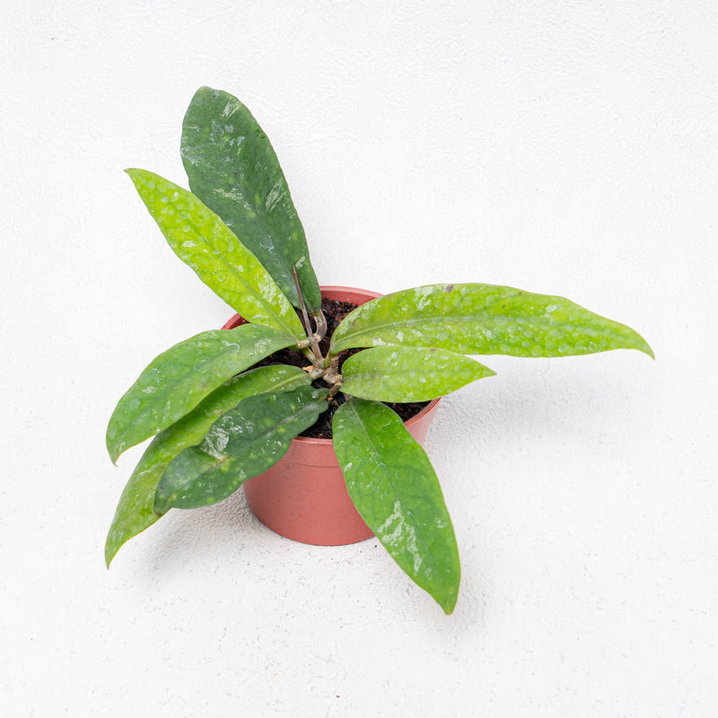 Hoya Kaikoeana Splash