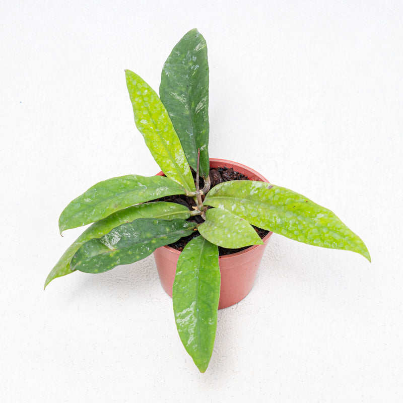 Hoya Kaikoeana Splash