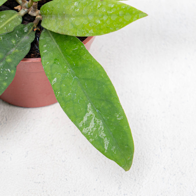 Hoya Kaikoeana Splash