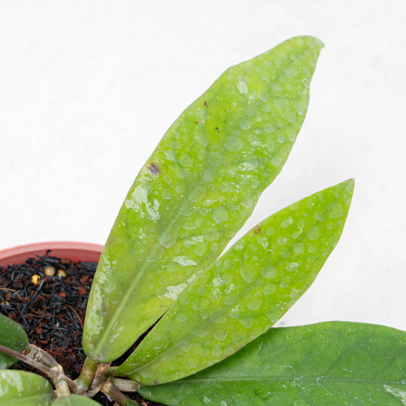 Hoya Kaikoeana Splash