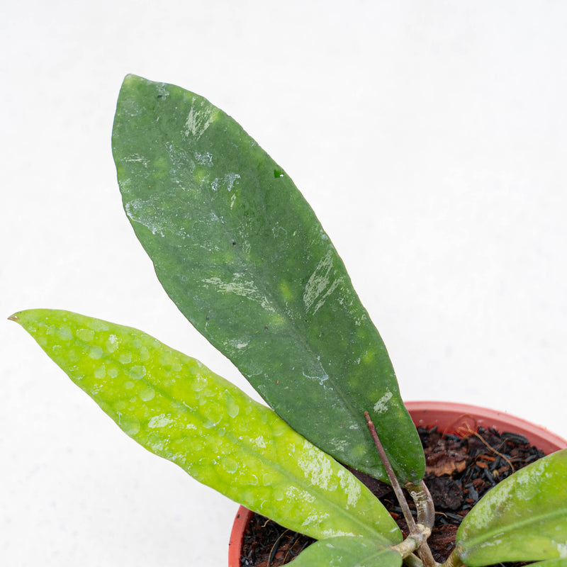 Hoya Kaikoeana Splash