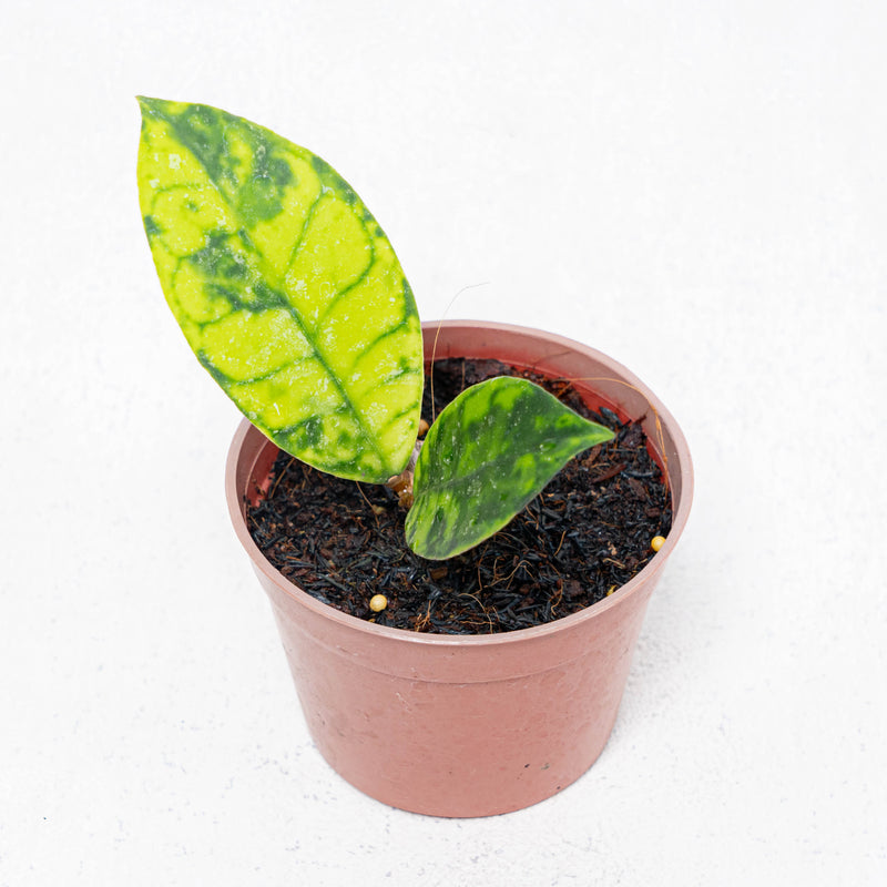 Hoya Callistophylla Black Dot