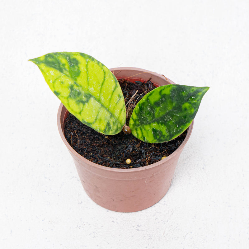 Hoya Callistophylla Black Dot