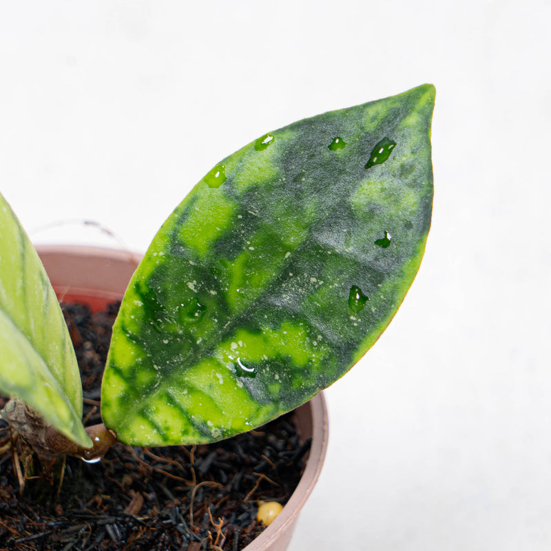 Hoya Callistophylla Black Dot