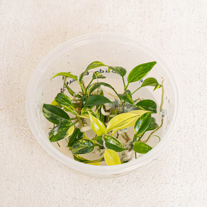 Tissue Culture - Philodendron florida beauty