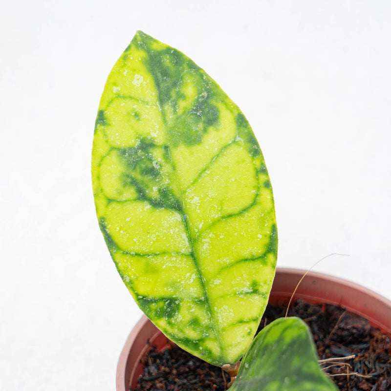 Hoya Callistophylla Black Dot