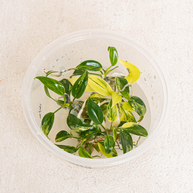Tissue Culture - Philodendron Florida Beauty