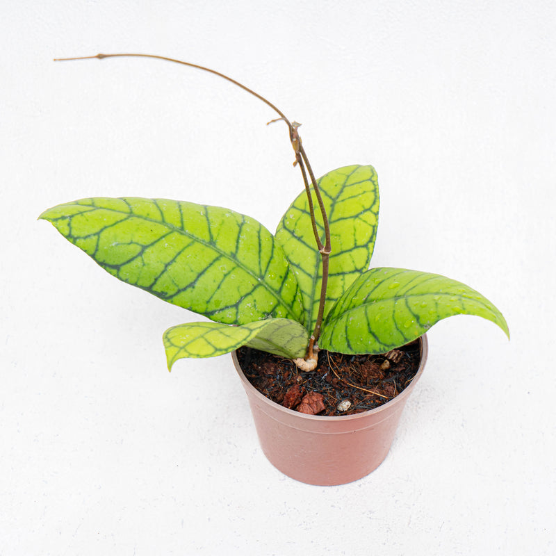 Hoya Callistophylla Kalteng