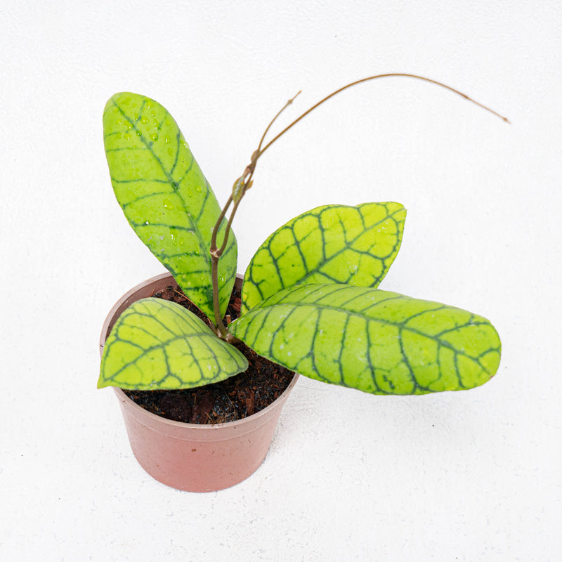 Hoya Callistophylla Kalteng