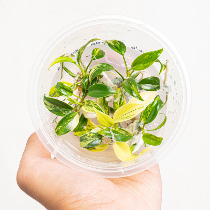 Tissue Culture - Philodendron florida beauty (5 Plants)