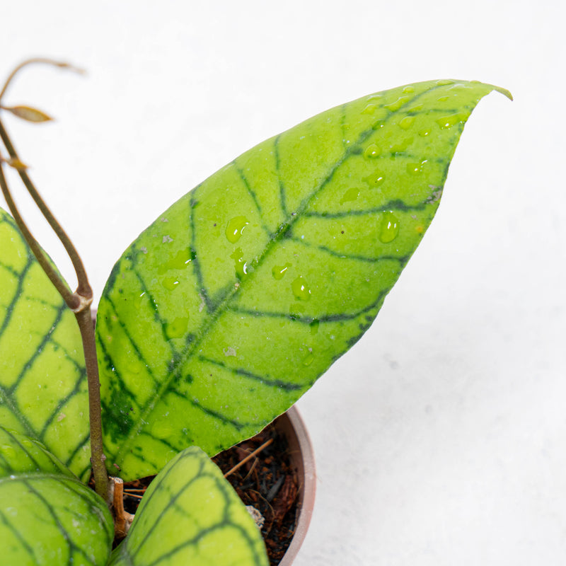 Hoya Callistophylla Kalteng