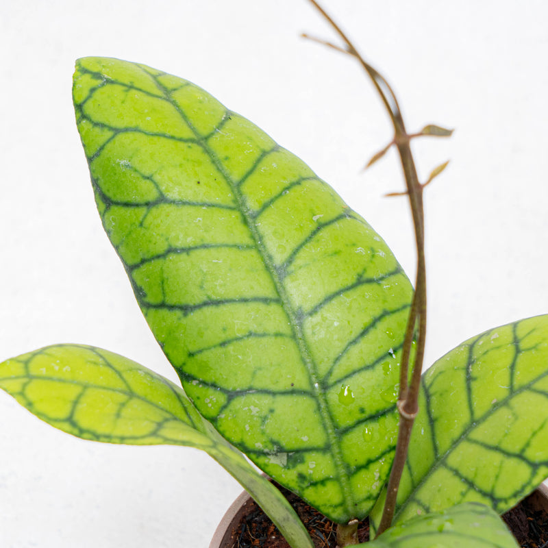 Hoya Callistophylla Kalteng