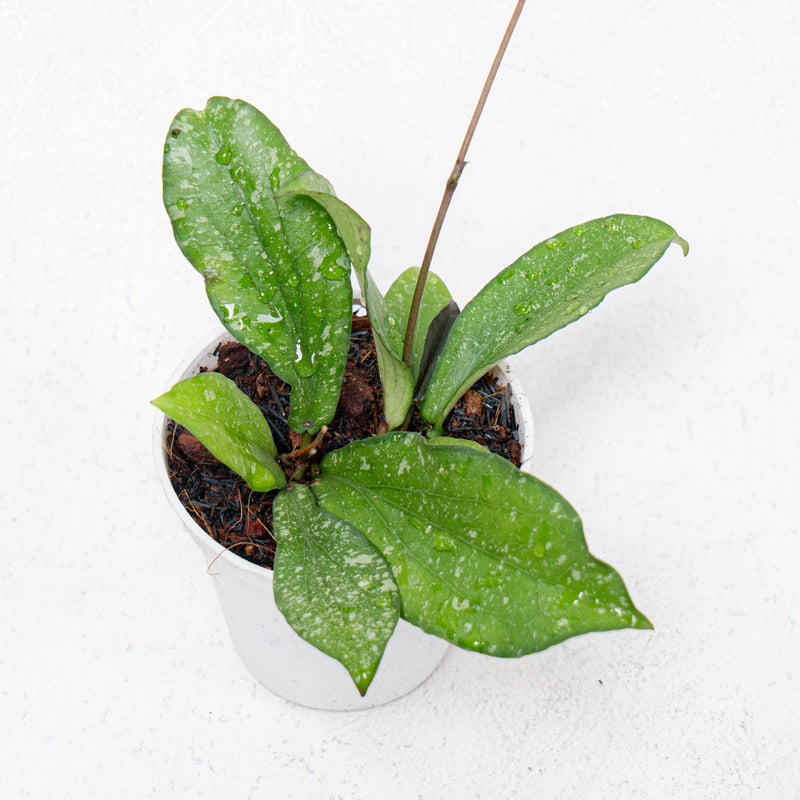 Hoya Erythrina Spalsh