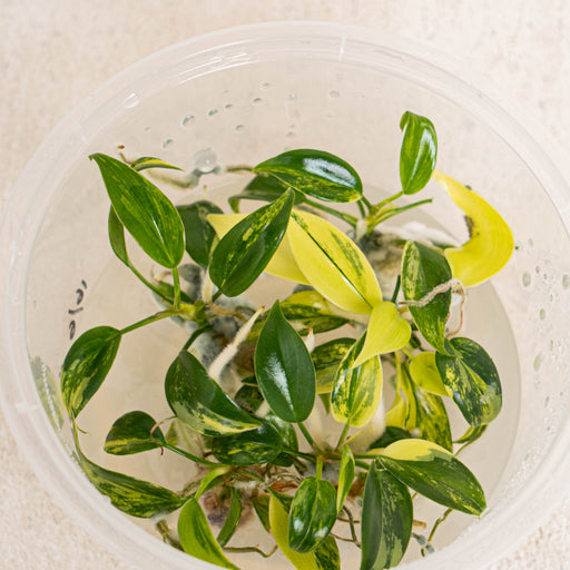 philodendron florida beauty tissue culture Tissue Culture