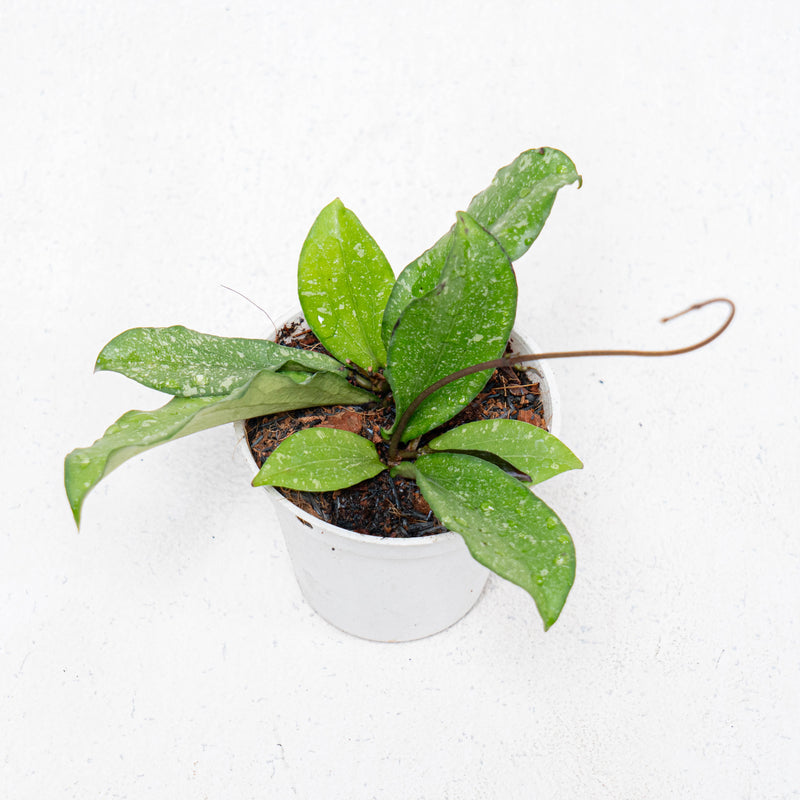 Hoya Erythrina Spalsh