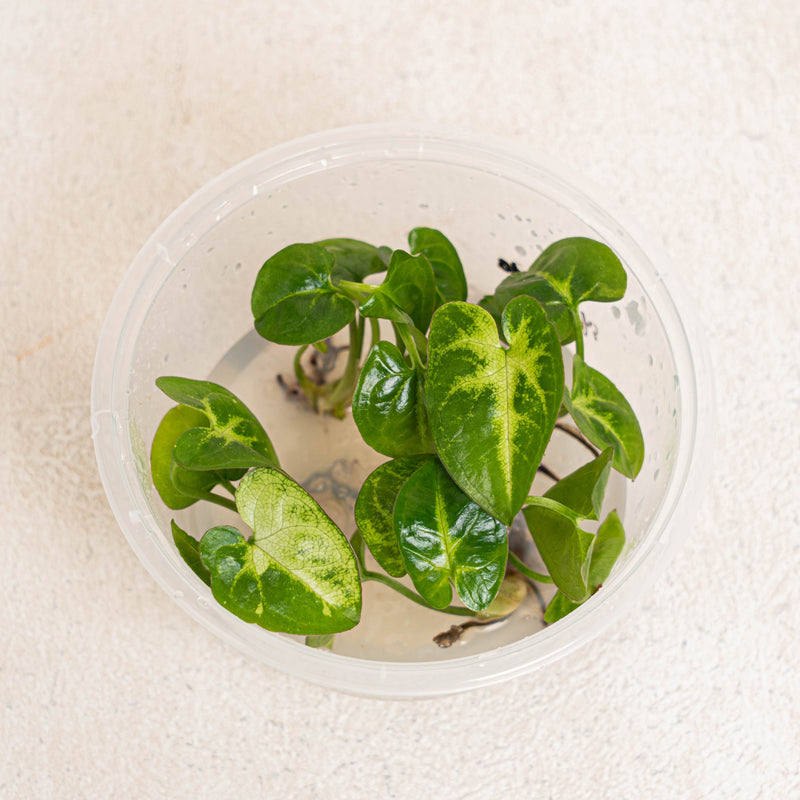 Tissue Culture - Syngonium Panda