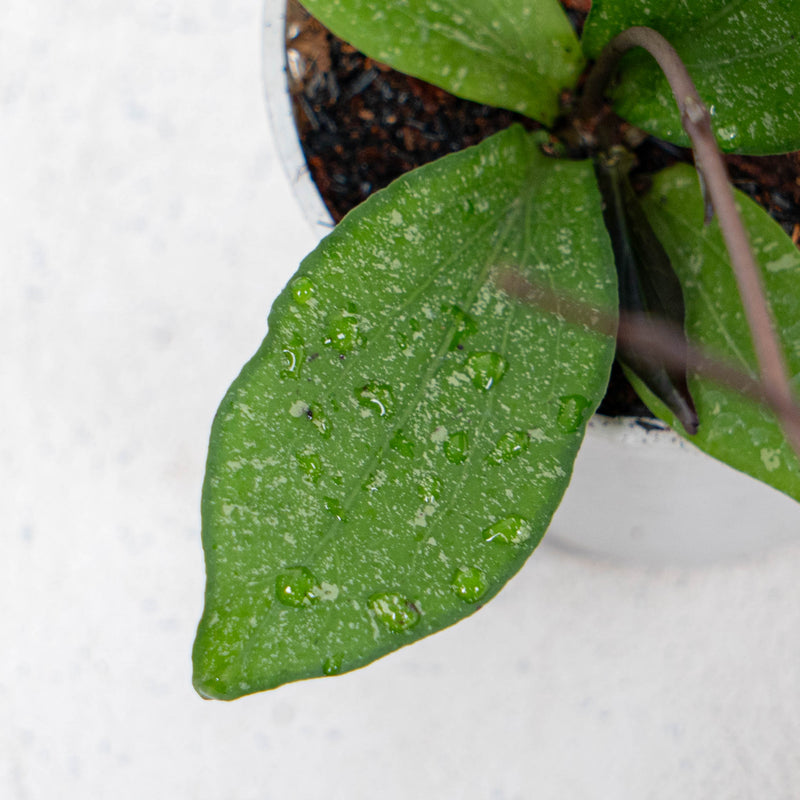 Hoya Erythrina Spalsh