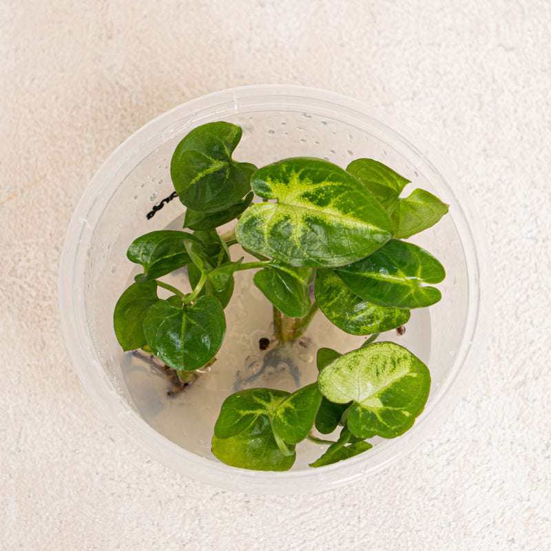 Tissue Culture - Syngonium Panda