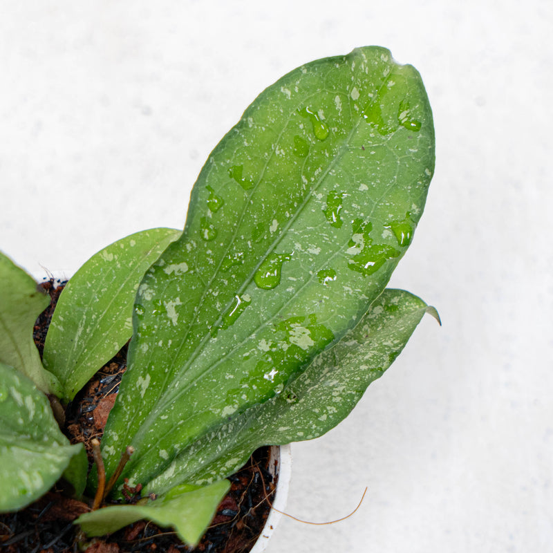 Hoya Erythrina Spalsh