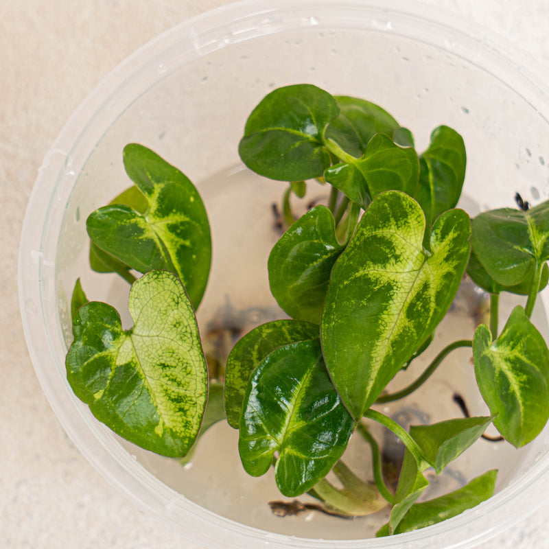 Tissue Culture - Syngonium Panda