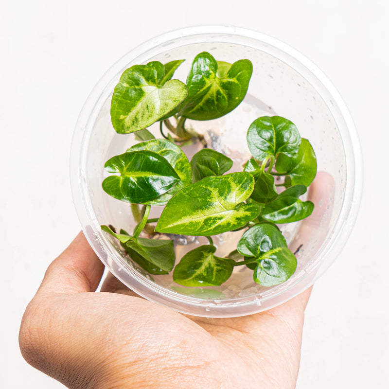 Tissue Culture - Syngonium Panda