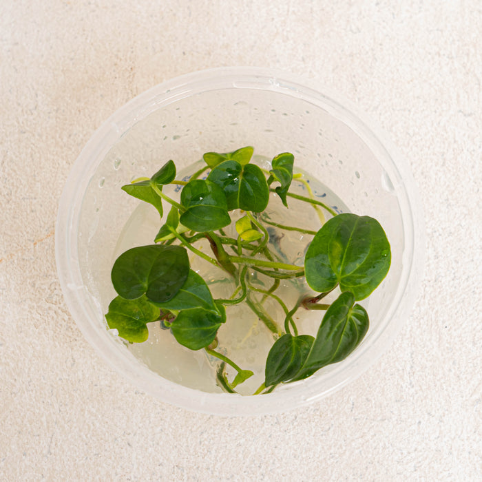 Tissue Culture - Anthurium papillilaminum Hybrid (5 Plants)