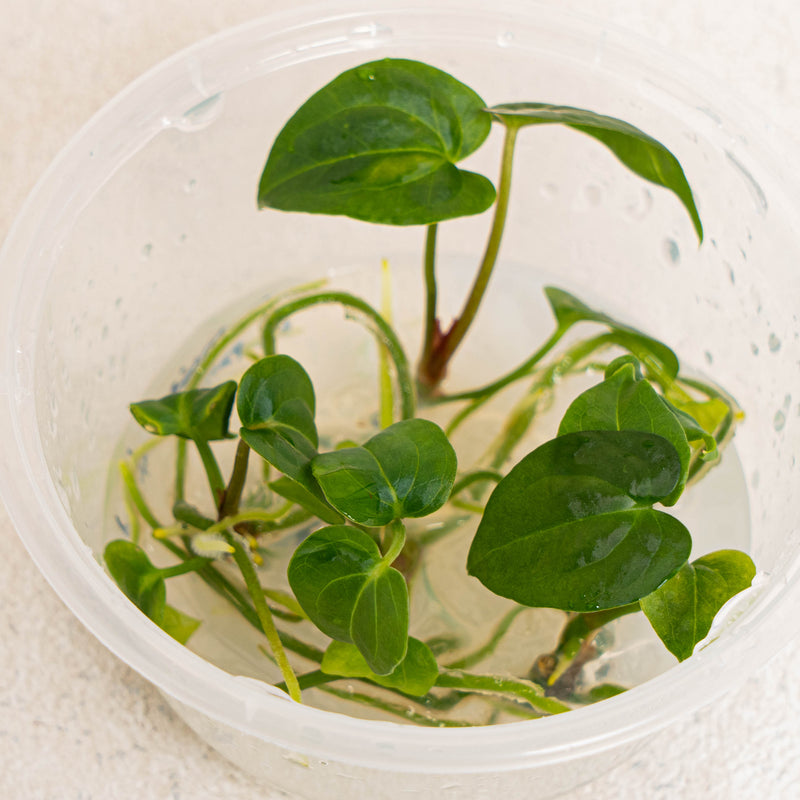 Tissue Culture - Anthurium Papillilaminum Hybrid