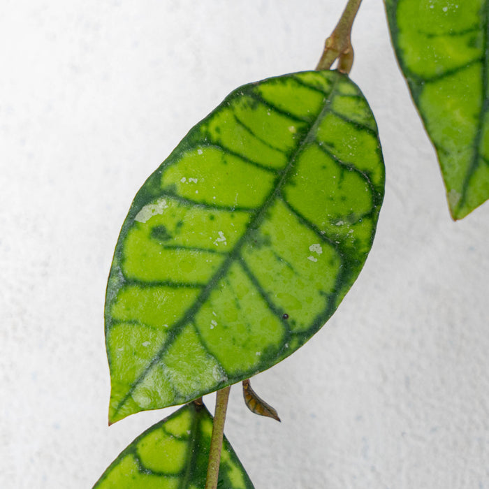 Hoya Callistophylla Tabalong