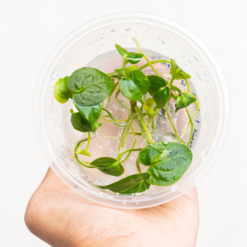 Tissue Culture - Anthurium Papillilaminum Hybrid