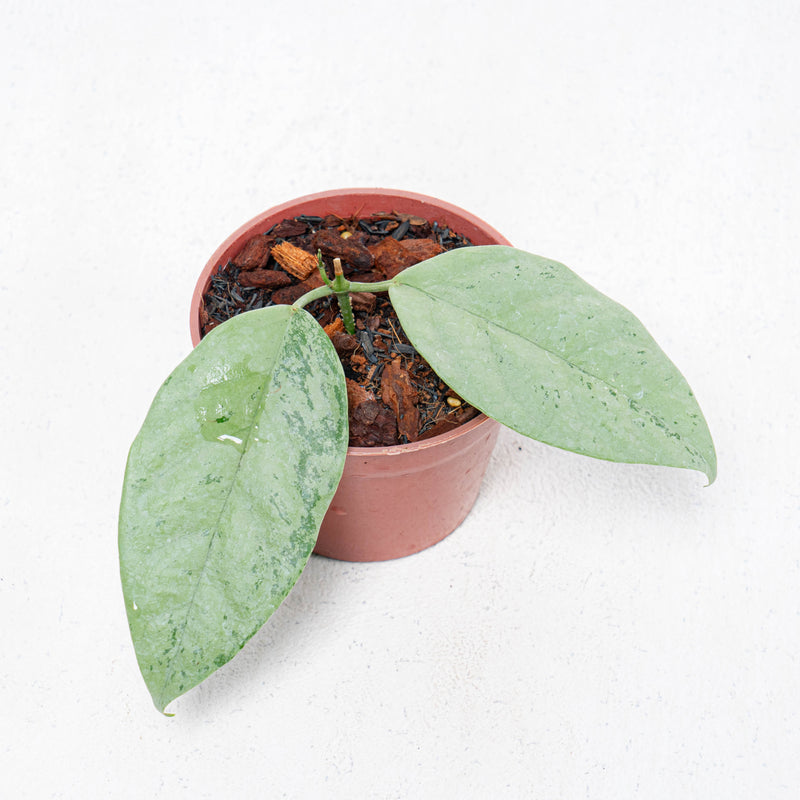 Hoya Coriacea Silver