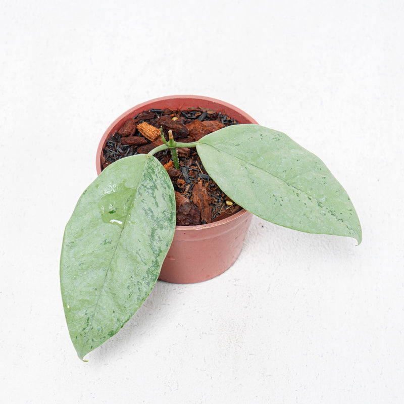 🎁 Hoya Coriacea Silver (100% off)